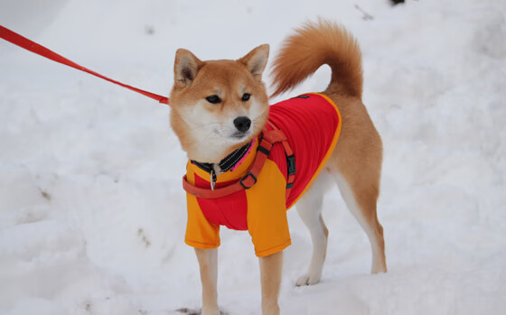 潘帕斯风暴席卷万达大都会,当团队哲学照亮亚洲之星