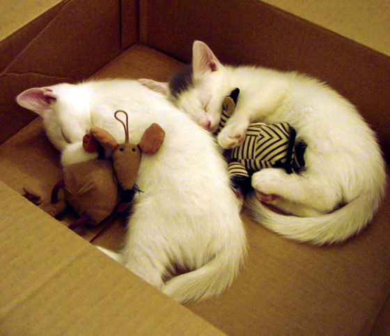 新王登基夜,勇士破敌时,锡安生涯之夜难挽爵士落败