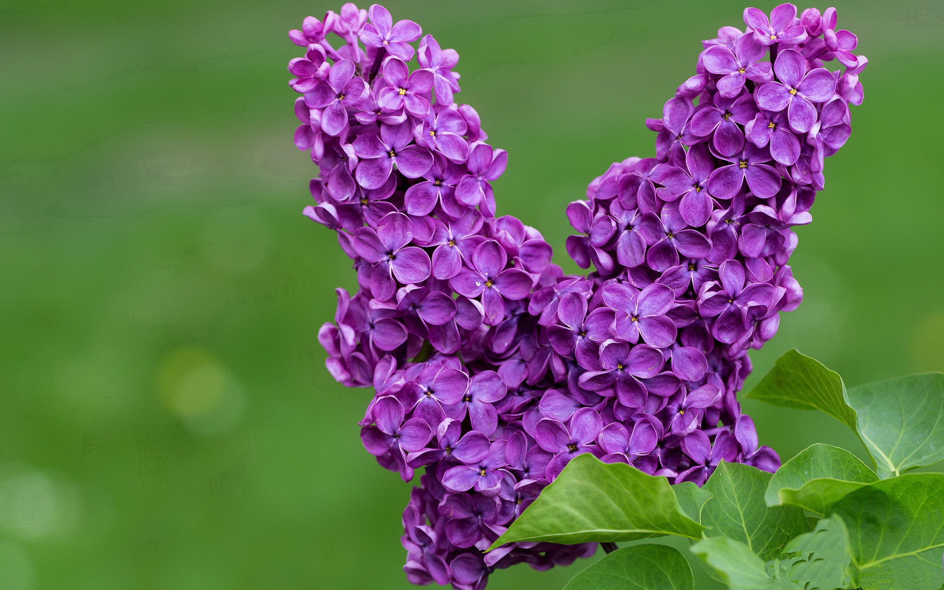 沉默利刃，伦纳德末节统治战场，黄蜂撕开开拓者防线