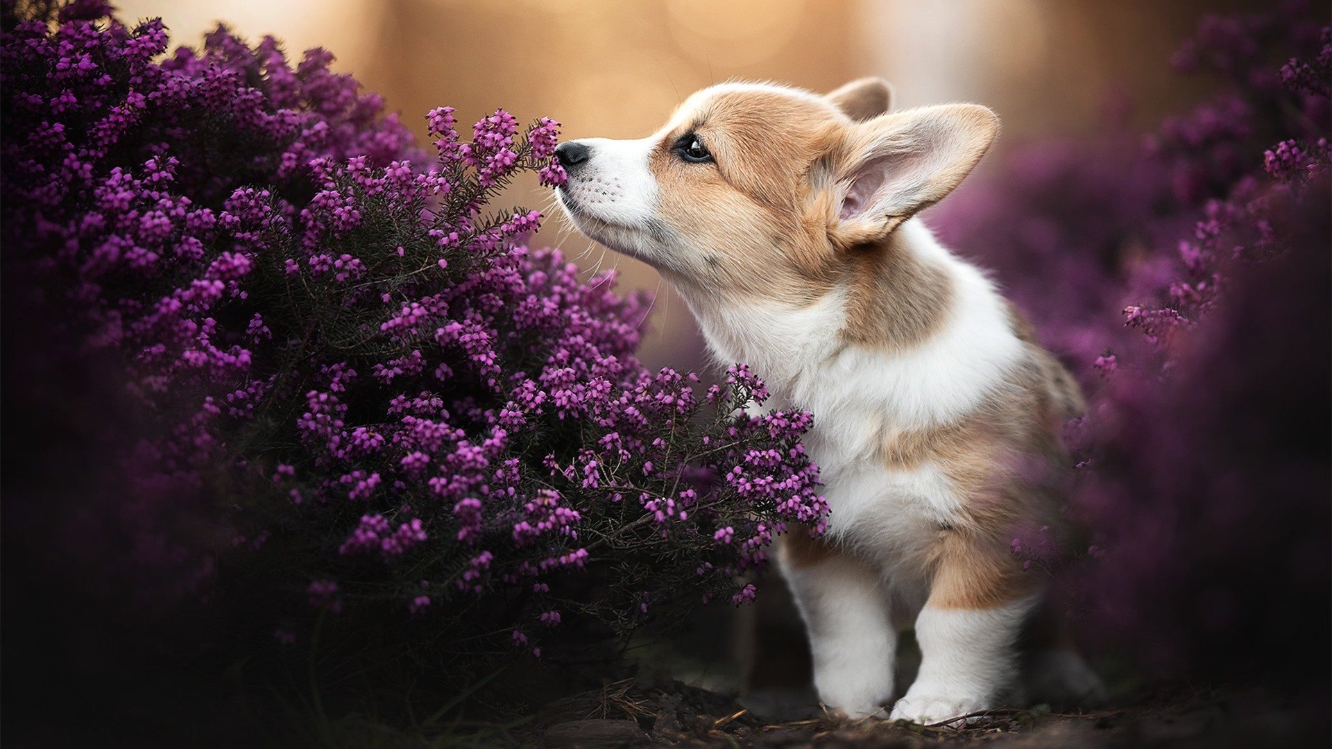 绿茵交响诗,当巴斯克铁骑遇上兹拉坦的欧冠狂想