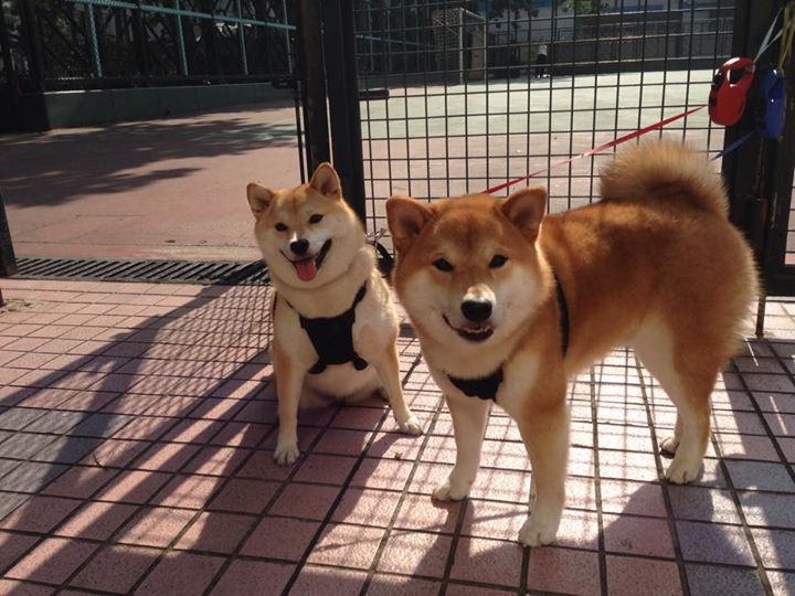 双线告捷，鹈鹕硬仗险胜森林狼，克莱闪耀意甲焦点战