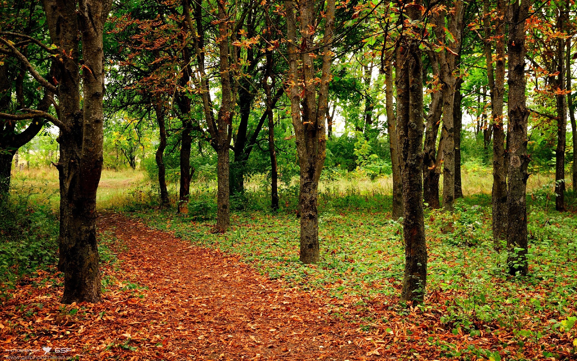逆境加时，苏格兰绿意盎然的橄榄球风暴席卷巴黎