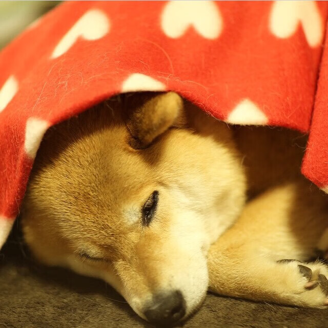 富安健洋凌空斩定乾坤，莱比锡红牛欧冠客场力擒瑞典劲旅