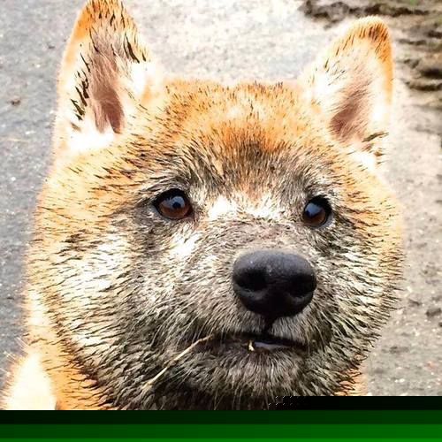 京多安持续制造杀伤，克罗地亚稳健拿下挪威