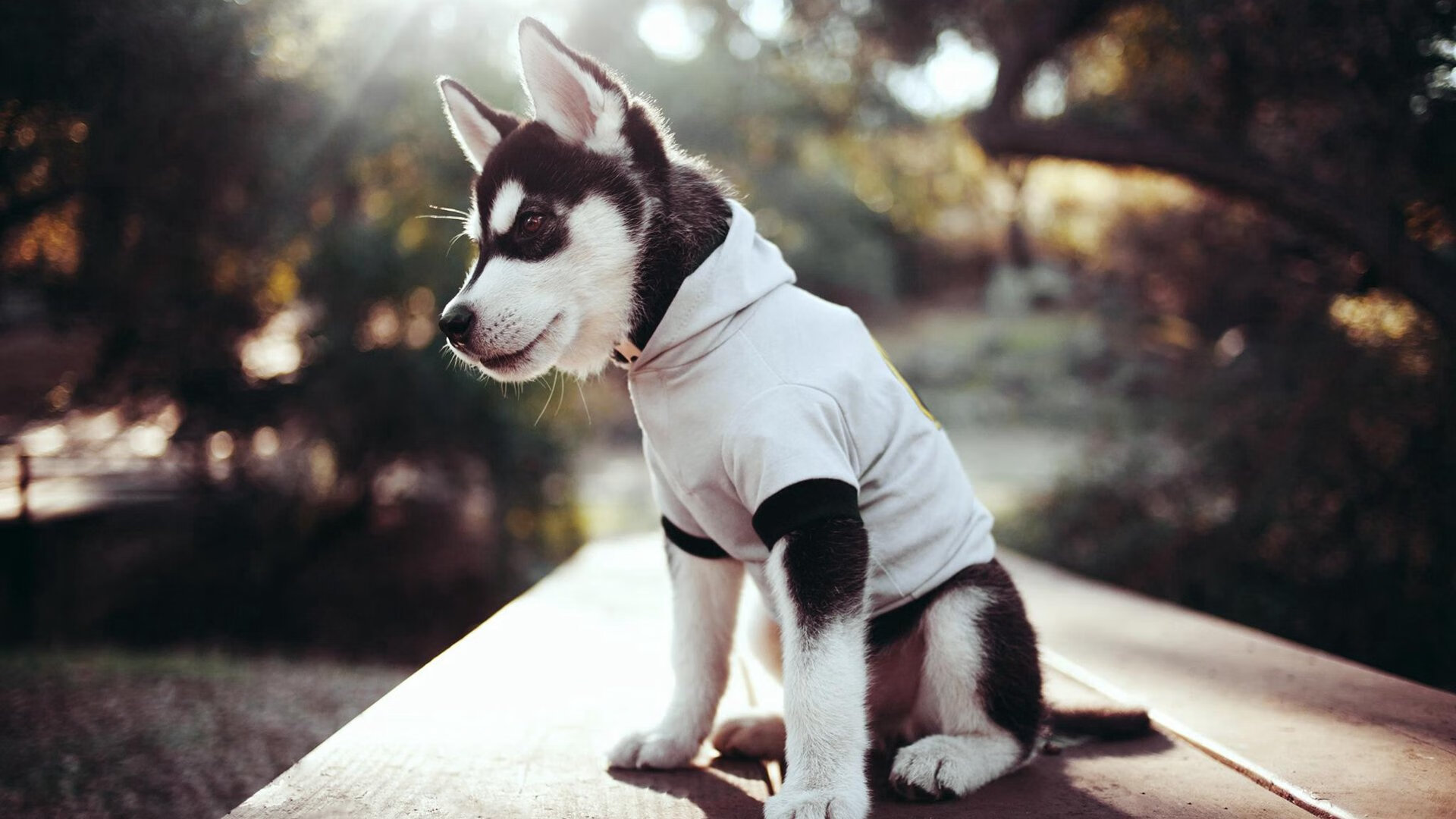 赛道与绿茵场的交响，F1年度争冠焦点战与比利亚雷亚尔淘汰赛过关里昂的竞技史诗