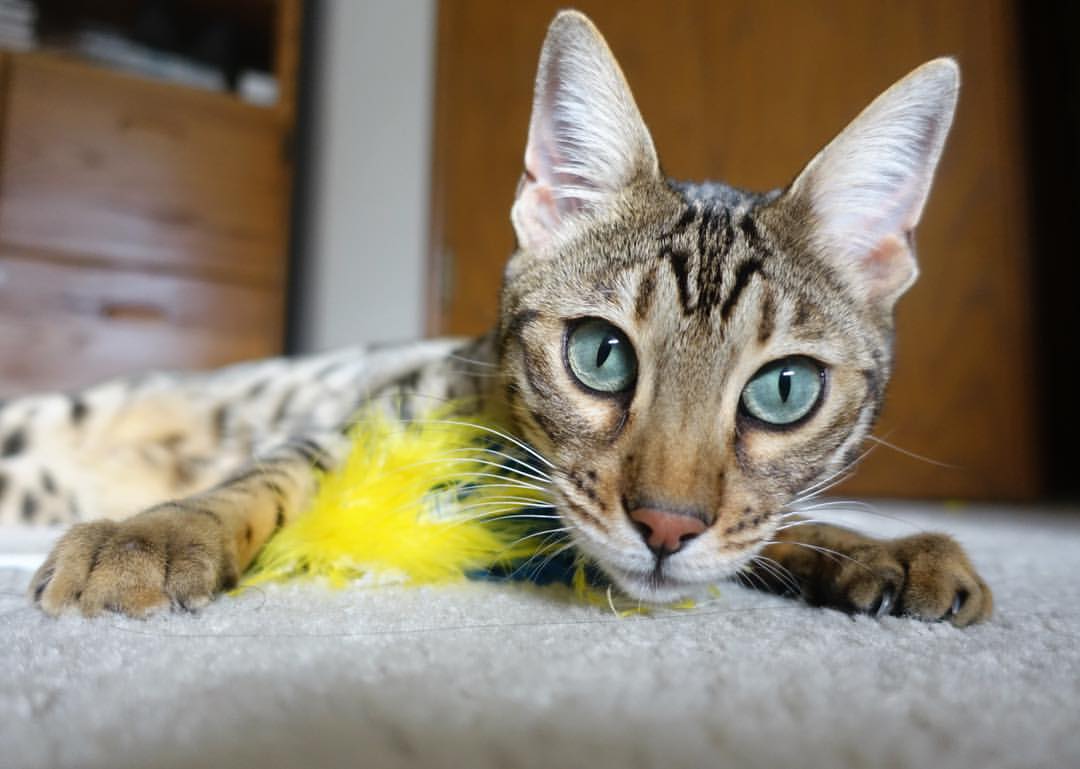 战术锁链与亚洲磐石，马竞如何依靠富安健洋实现对皇马的完美压制