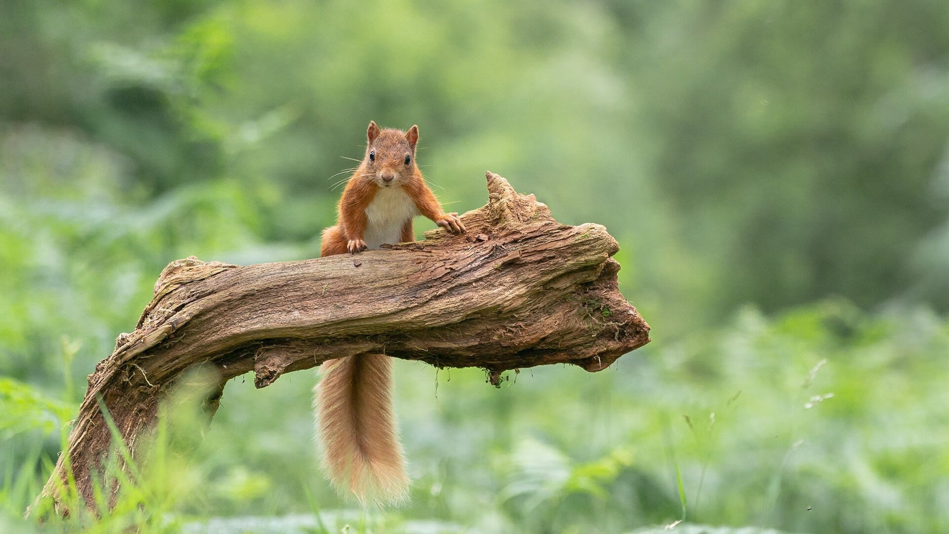 隐形成长与显性胜利,从卡塞米罗与乌克兰大胜看足球的两种智慧