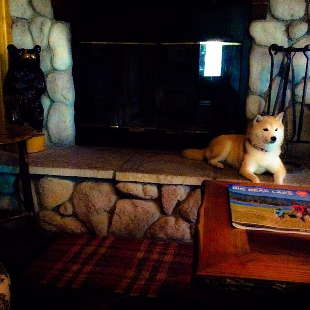 双线辉煌,森林狼生死战逆转老鹰,范弗利特欧冠半决赛主宰赛场