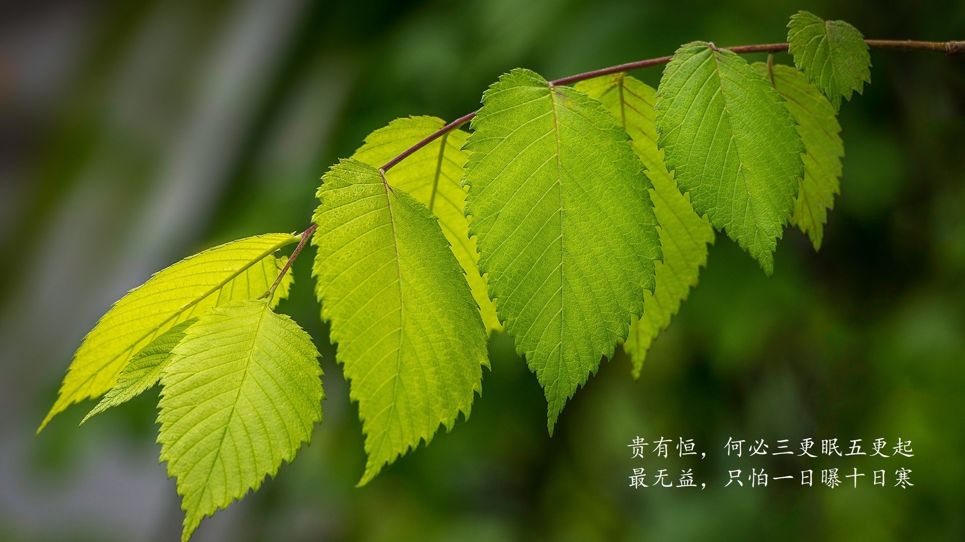 节奏之王的致命一击,当智利掀翻法国,三笘薰在2026世界杯D组书写东瀛传奇